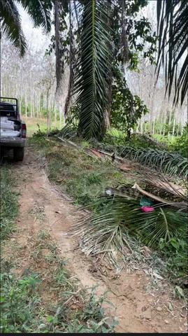 Tanah Dusun untuk dijual di Padang Terap 1