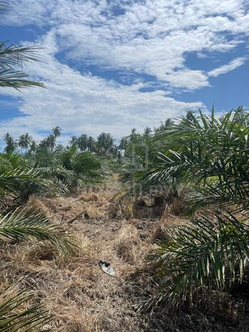 Tanah Sawit , Sg Air Tawar , Sabak Bernam 1