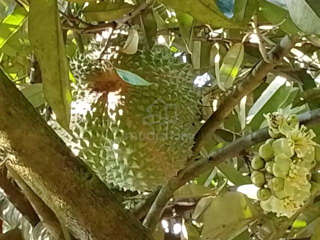 PREMIUM DURIAN FARM - Campsite -Agrotourism🔥 1