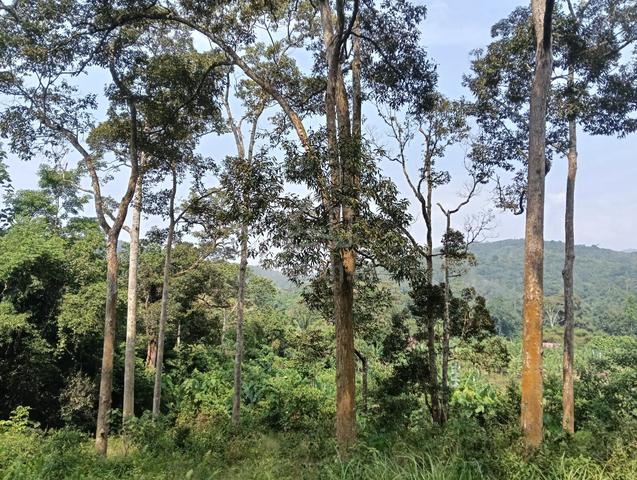 Dusun durian kampung chenah Klawang 1