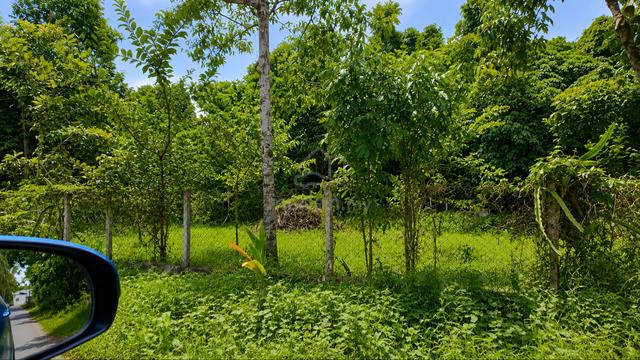 Tanah Kebun Untuk Dijual 1