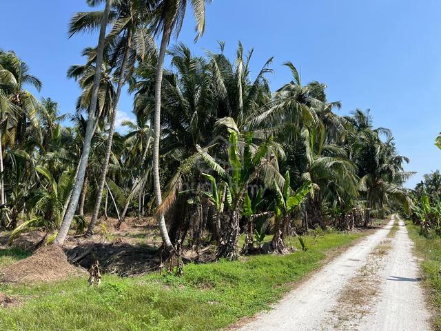 Freehold 4.52 Ekar Ladang Kelapa, Bagan Datuk, Perak 1