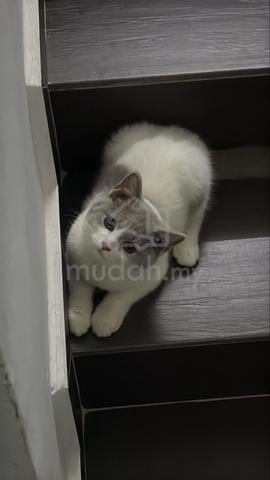 mix bsh kucing - photo 3 of 6