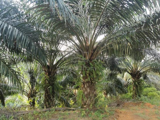 Cheap! fully planted palm oil land for sale.  1