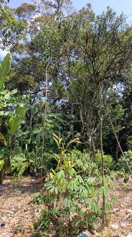 Tanah Dusun Buahan Utk Dijual ! 1