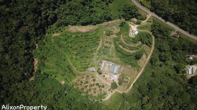 Tamparuli CL land - Durian farm for sale 1