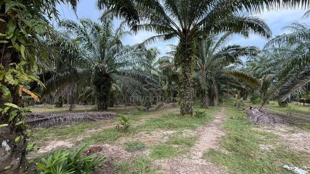 Tanah Kebun Sawit Di Mukim Teloi Kanan, Baling, Kedah 1