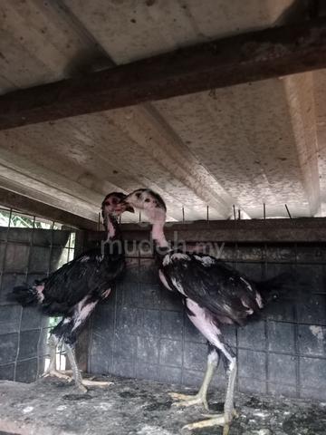 Carousel Image Selected