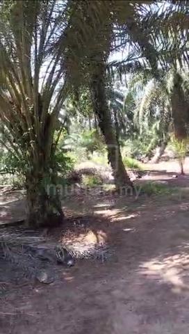 NEGO TANAH KEBUN UNTUK DIJUAL Mukim Parit Bakar, Muar 2