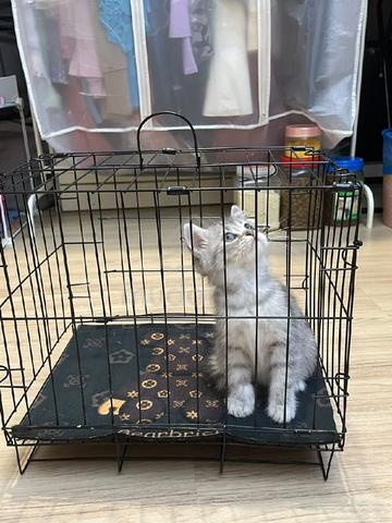 Bsh Mix Persian - photo 5 of 6