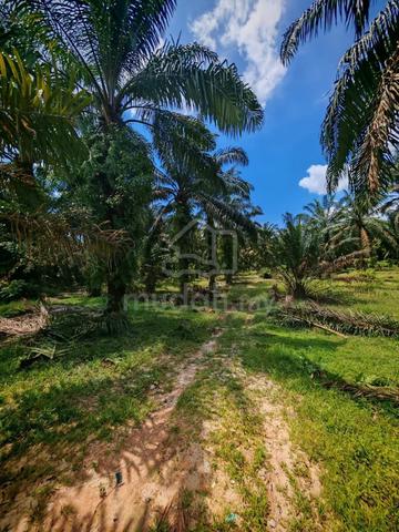 Senai | Agricultural Land | Commercial Zoning 1