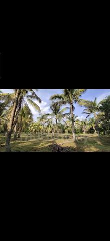 Tanah berserta hasil pokok kelapa untuk disewakan 1