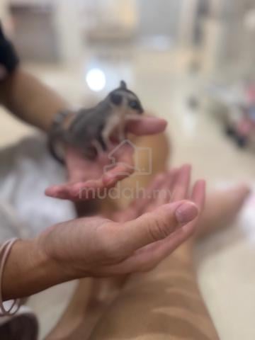 Sugar Glider baby - photo 3 of 3