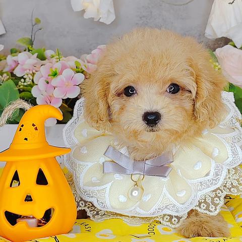 Favorite Cccolor Tiny Toy Poodle Puppy @es.103 - Pets For Sale In 