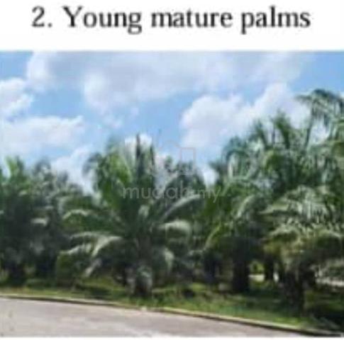 942 Acres Oil Palm Land (Freehold) For Sale at Manjung Perak 1