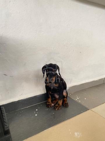 Doberman - photo 3 of 4