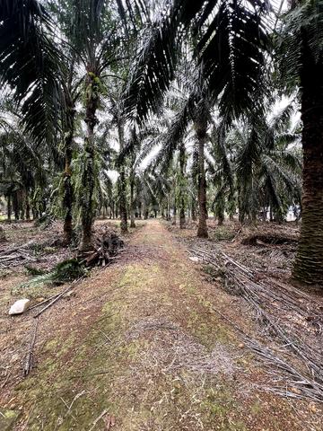 Tanah Pertanian 2.3 Ekar Parit Yaani Batu Pahat Yong Peng 5