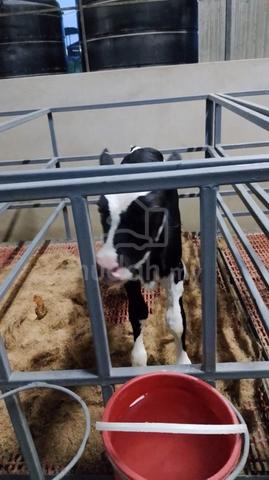 Anak Lembu Jantan Tenusu - photo 6 of 6