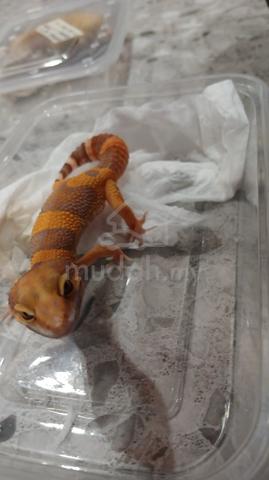 Tangerine Transer  - photo 2 of 3