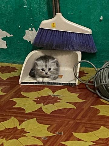 kucing baka DLH - photo 5 of 5