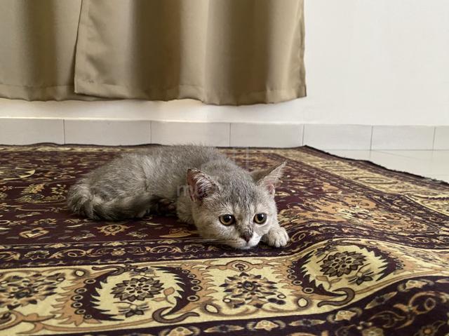 Bsh Tabby Female Pets For Sale In Mutiara Damansara Selangor