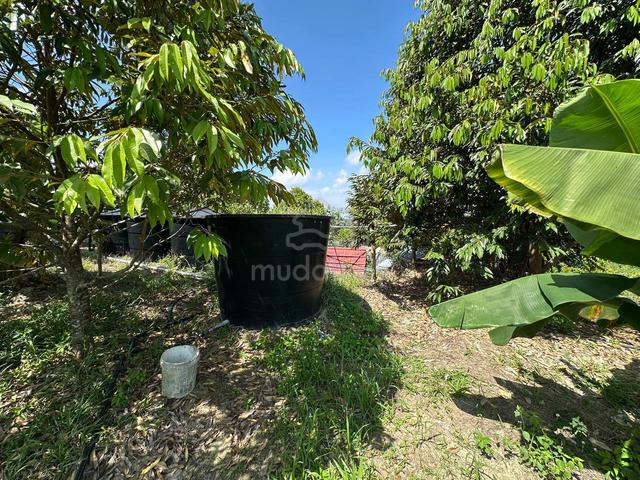 Simpang Pulai / Agricultural Land / Durian Farm / 5 Acre / Freehold 3
