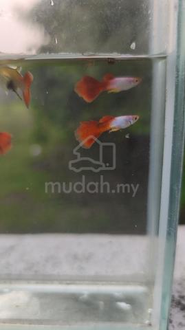 Silverado Red Guppy - photo 3 of 4
