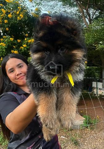 German Shepherd - photo 2 of 2