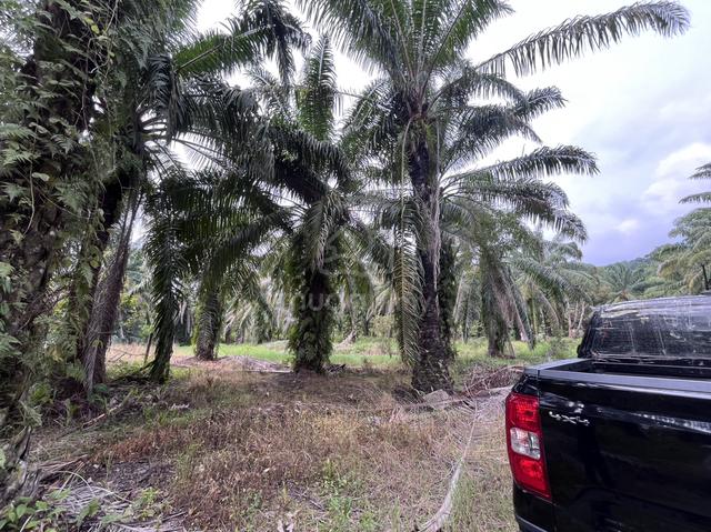 Tanah Bandar Yan 1