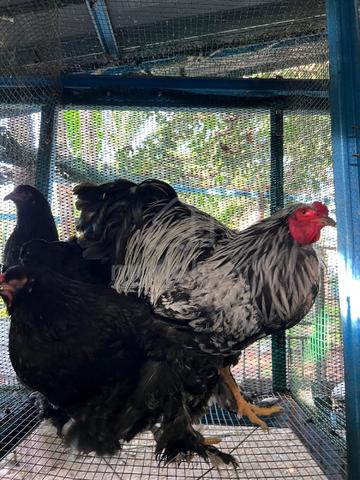 ayam brahma  - photo 6 of 6