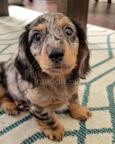 Carousel Image Selected
