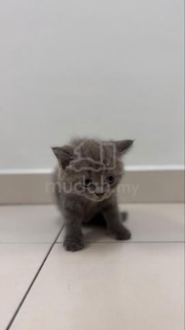 British Shorthair Kittens for Sale - photo 3 of 4