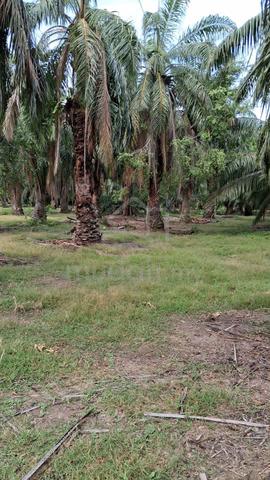 [2.2 Ekr Kebun Sawit] Pt Unas, Muar Johor 1