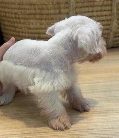 SCHNAUZER MINIATURE PUPPIES 6R76 🌻 雪纳瑞 Available - photo 4 of 4