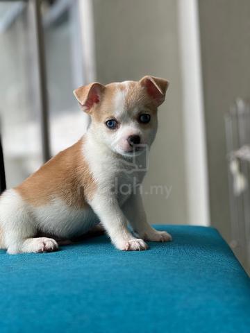 purebreed chihuahua puppy available  - photo 2 of 4