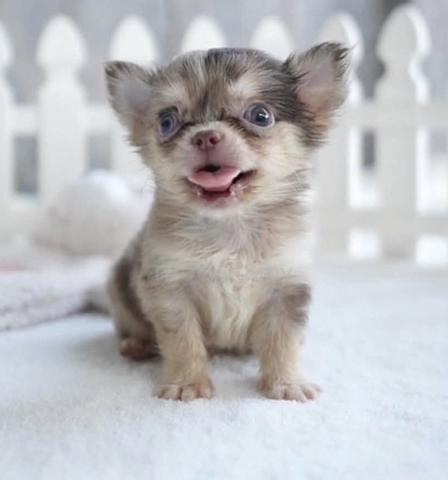 CHIHUAHUA PUPPIES VIP93🌷Head Apple Bonnie Dog - photo 2 of 3