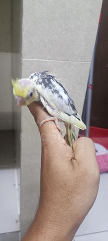lutino pied cockatiel suap - photo 3 of 5