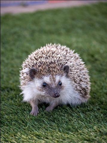 Carousel Image Selected