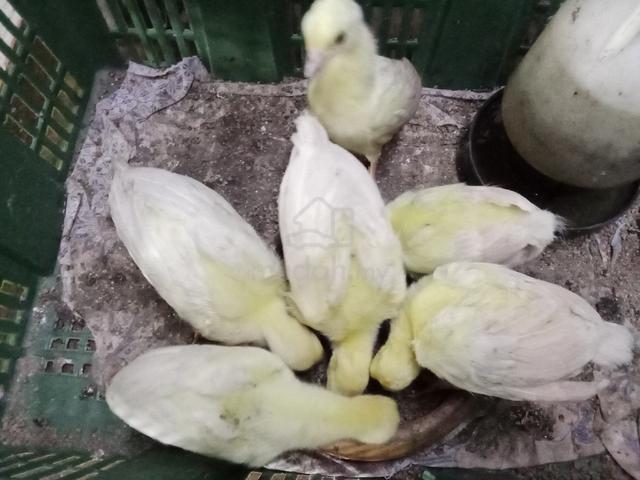 Anak burung merak putih - Pets for sale in Kuala Kangsar, Perak