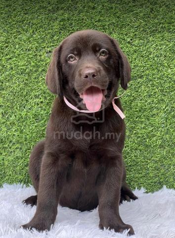 Dark chocolate labrador best sale