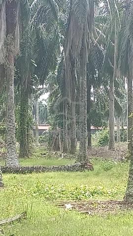 Kuala Langat Jurga Freehold 77 Acres Agriculture Land for Sale 1