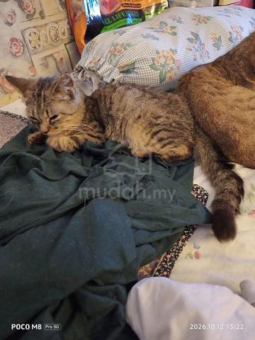 American Short Hair Tabby - photo 2 of 2