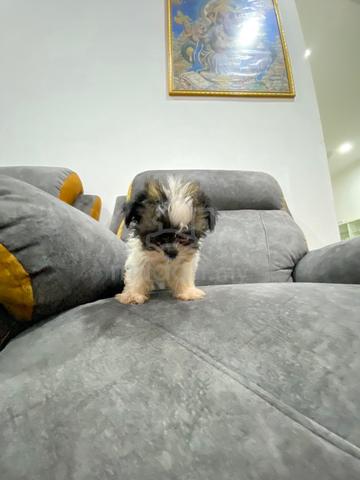 Shih Tzu puppy - photo 3 of 5