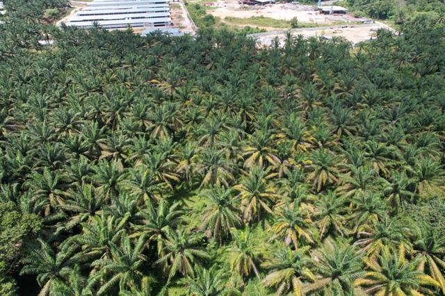 FOR SALE 9 acres | Tasek Simpang Ampat Agriculture Land 1