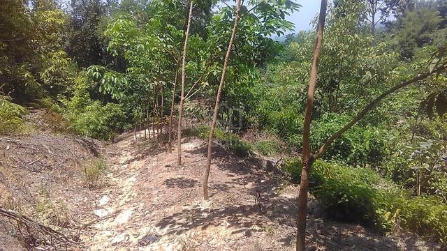 Agriculture land | Rubber Trees | Hill land | Tuaran 2