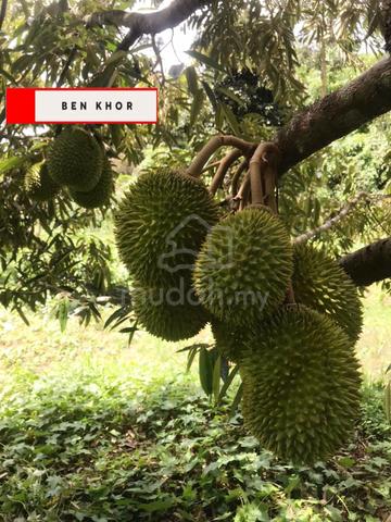 6.1 Acres | Durian & Orchard |Agricultural Land|Kuala Kangsar | PERAKJ 1