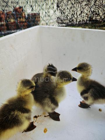 Anak Angsa - photo 2 of 5