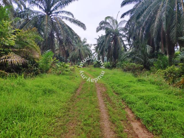 2.65Acres of Palm Oil Land in Pinang Tunggal For Sale 1