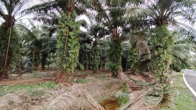 Agriculture Land Taman Langat Utama RTB Bukit Changgang Kuala Langat 1