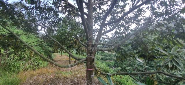 Jelebu, Titi Negeri Sembilam Durian Farm for Sales 1